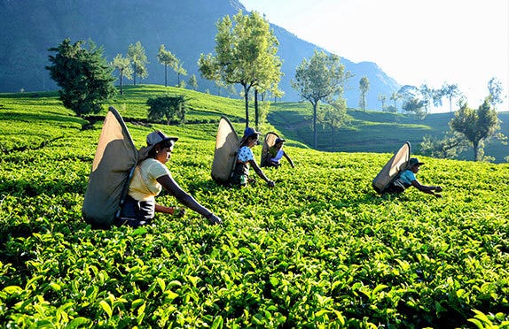 Sri Lanka Tour Package 7 Days Image