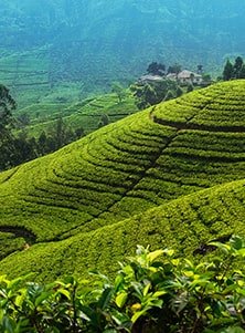 Nuwara Eliya