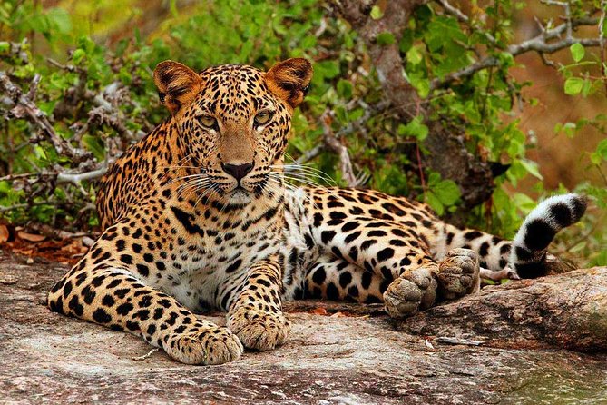Sri Lanka Tour Package 7 Days Image