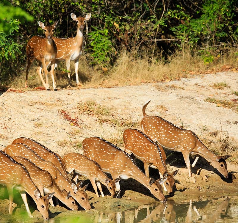 Sri Lanka Tour Package 7 Days Image
