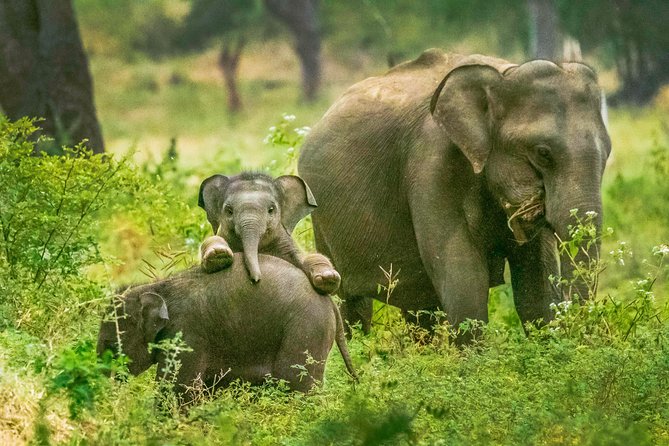 Sri Lanka Tour Package 7 Days Image