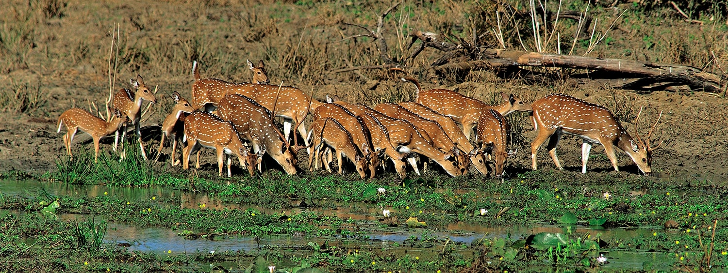 Sri Lanka Tour Package 7 Days Image