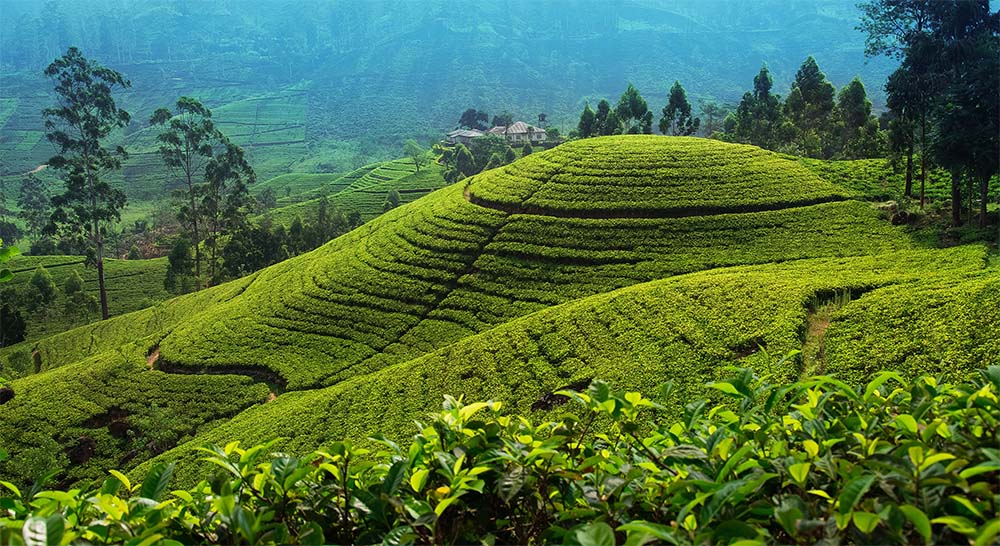 Sri Lanka Tour Package 7 Days Image