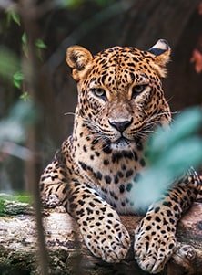 Family Trip to Sri Lanka