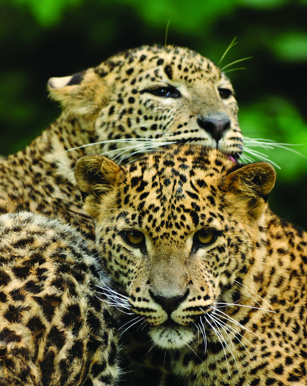 Sri Lanka Tour Package 7 Days Image