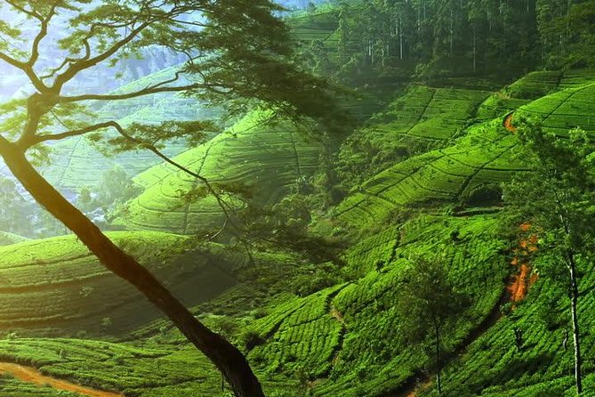 Sri Lanka Tour Package 7 Days Image