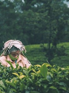 Best of Sri Lanka