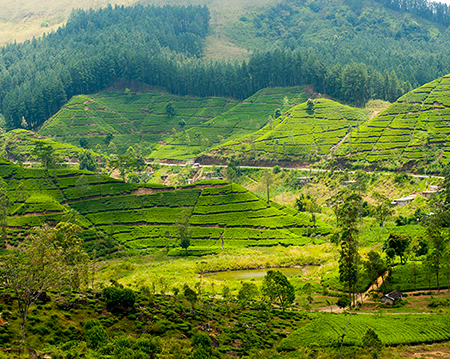 Sri Lanka Tour Package 7 Days Image